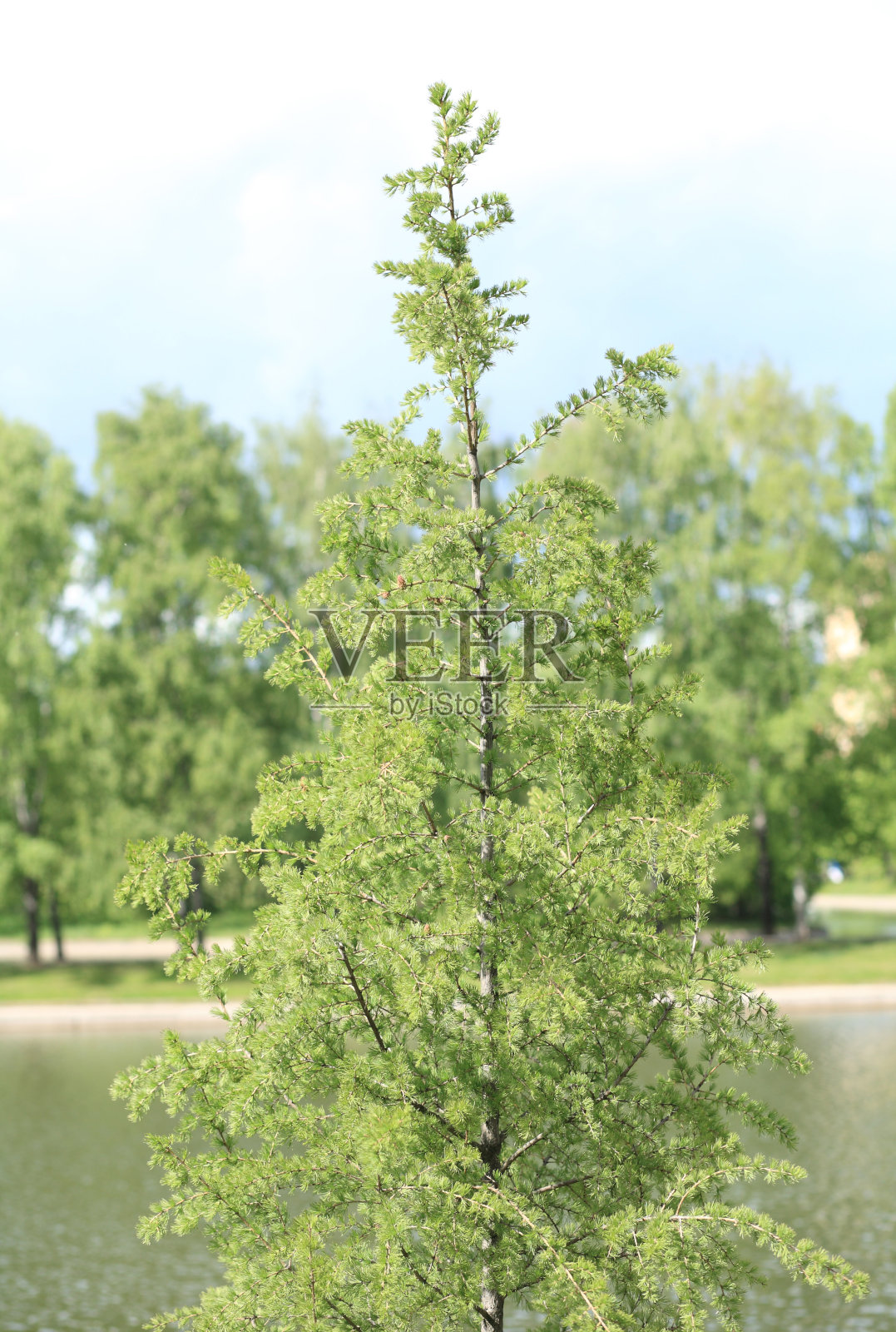 春日里的冷杉树照片摄影图片