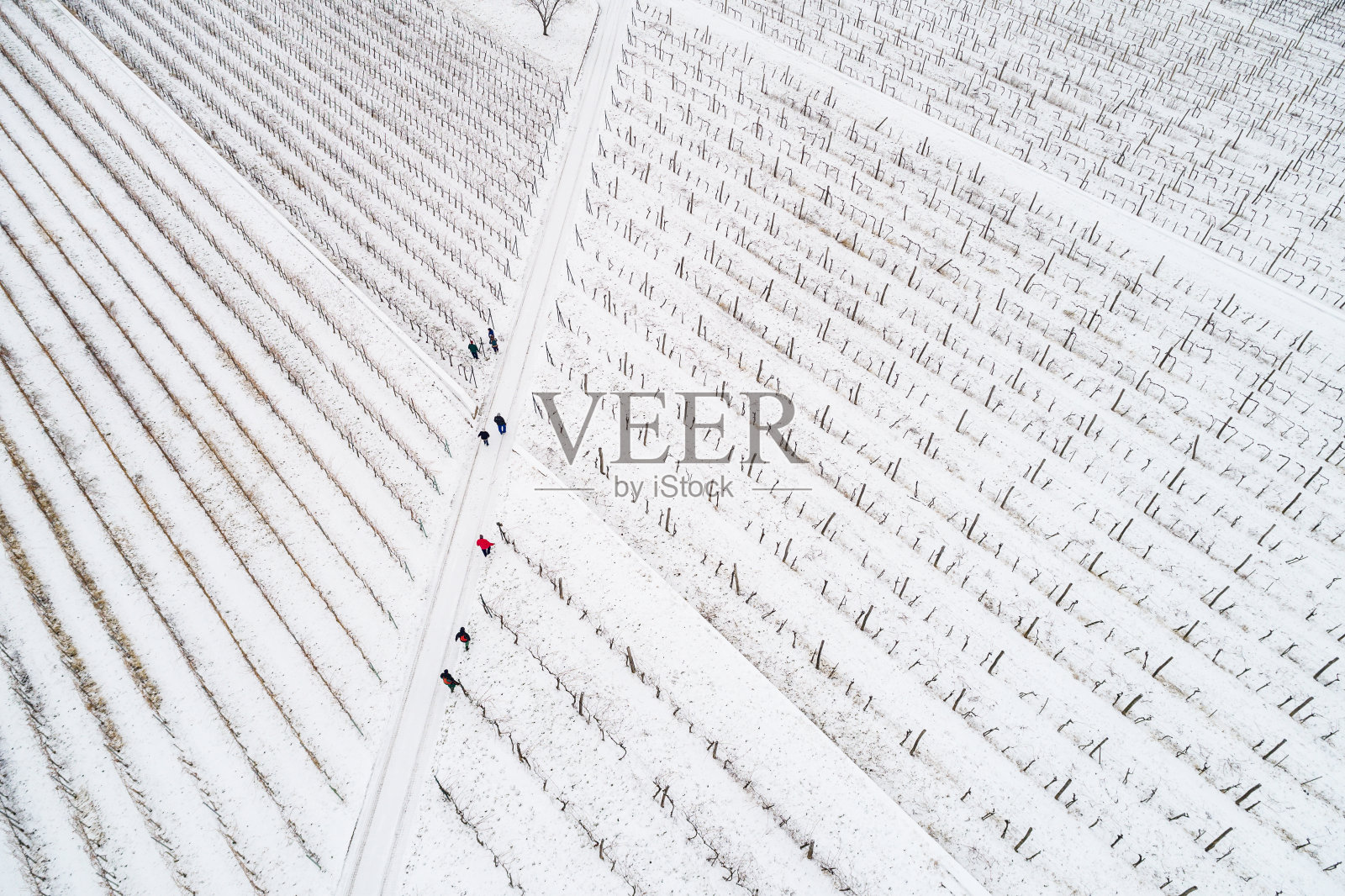 葡萄园岛航拍照片照片摄影图片