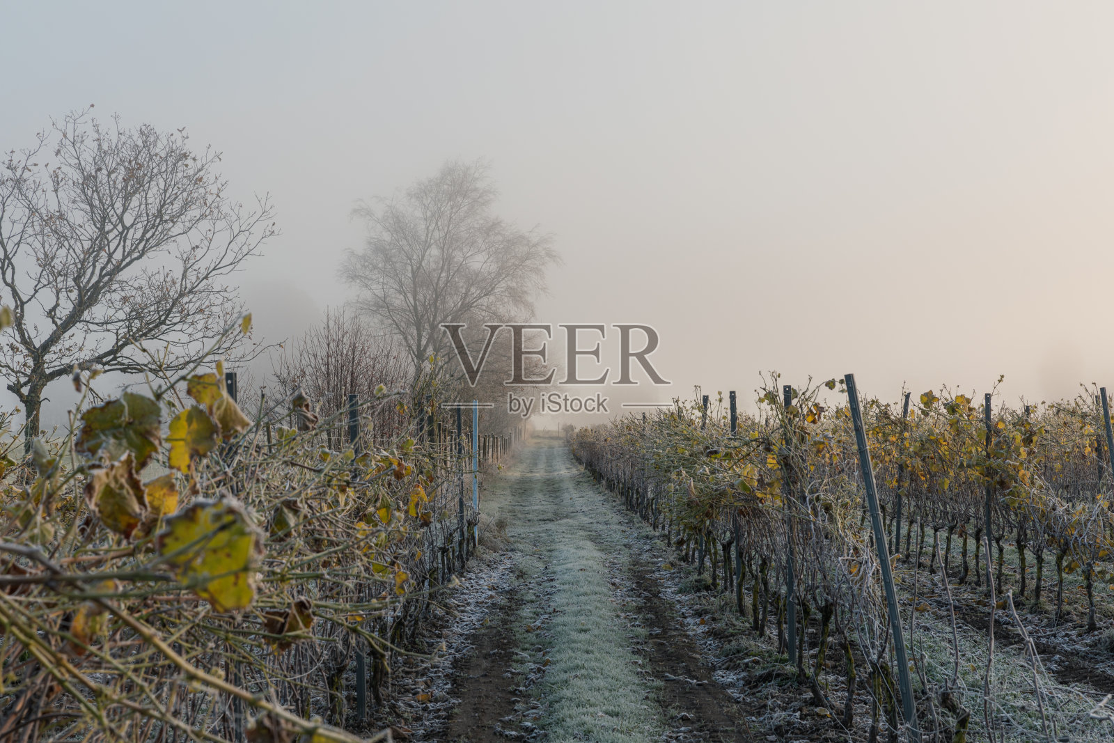 葡萄园在秋天照片摄影图片