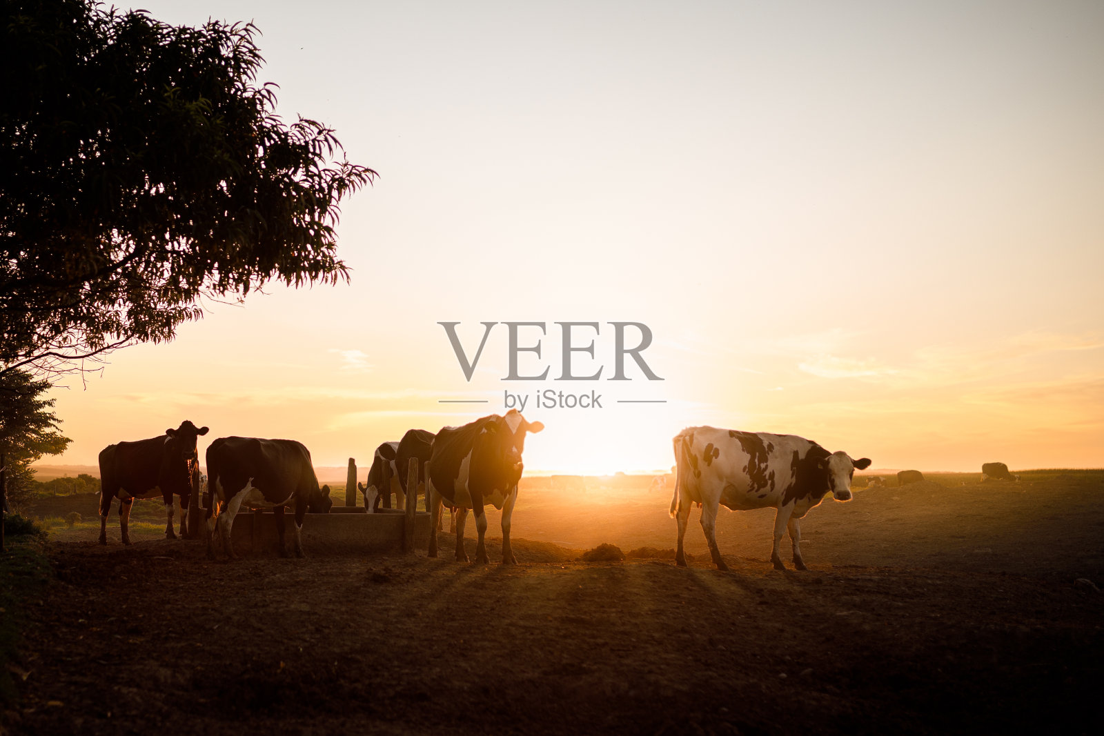 日落时农场里的奶牛照片摄影图片