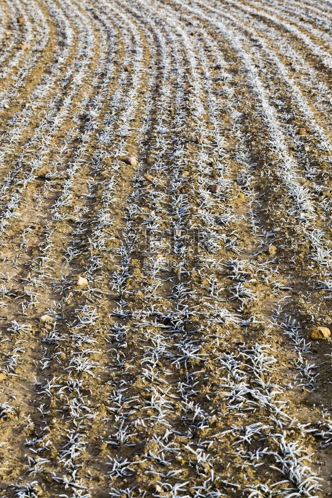 小麦草照片摄影图片