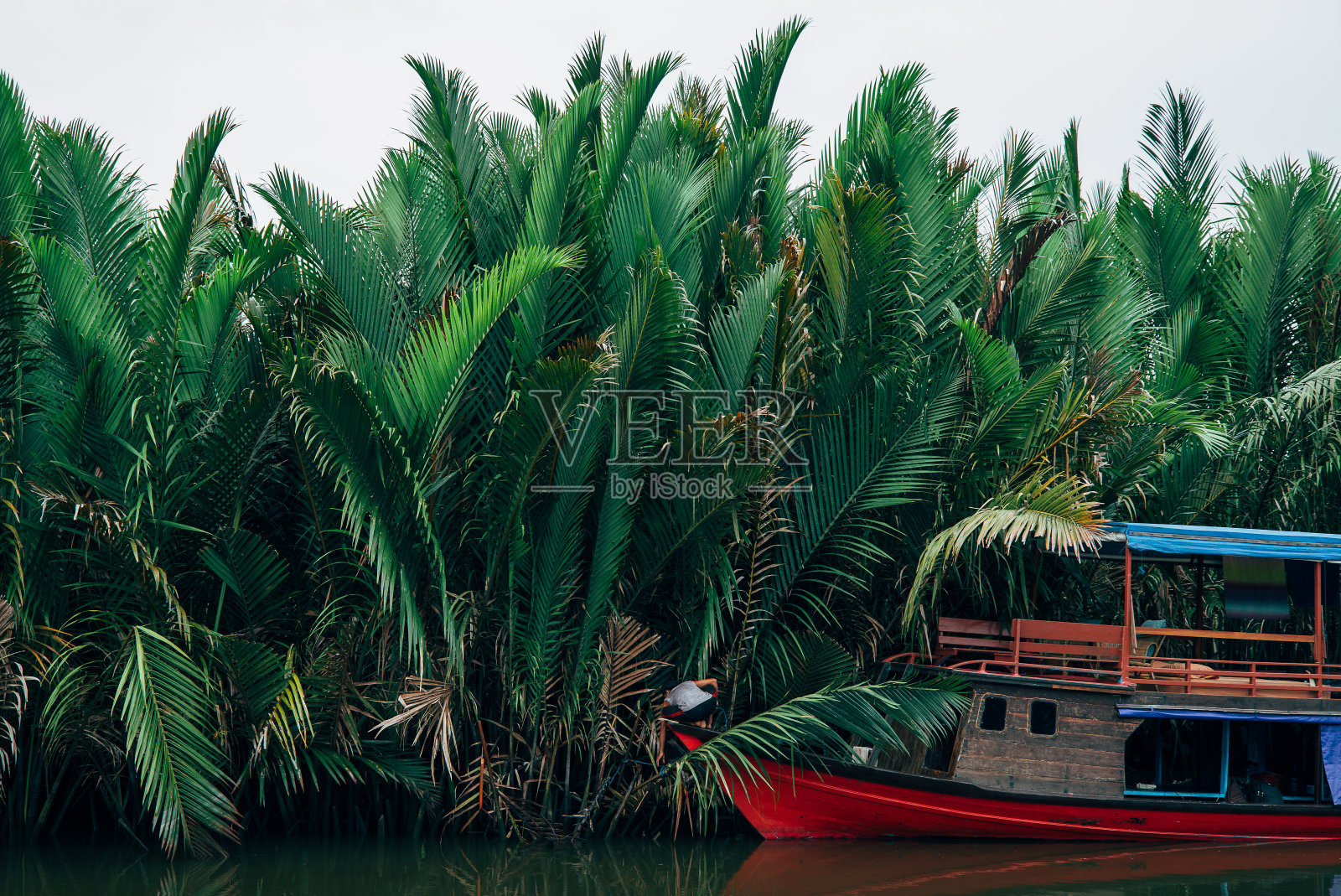 婆罗洲野生动物和丛林照片摄影图片
