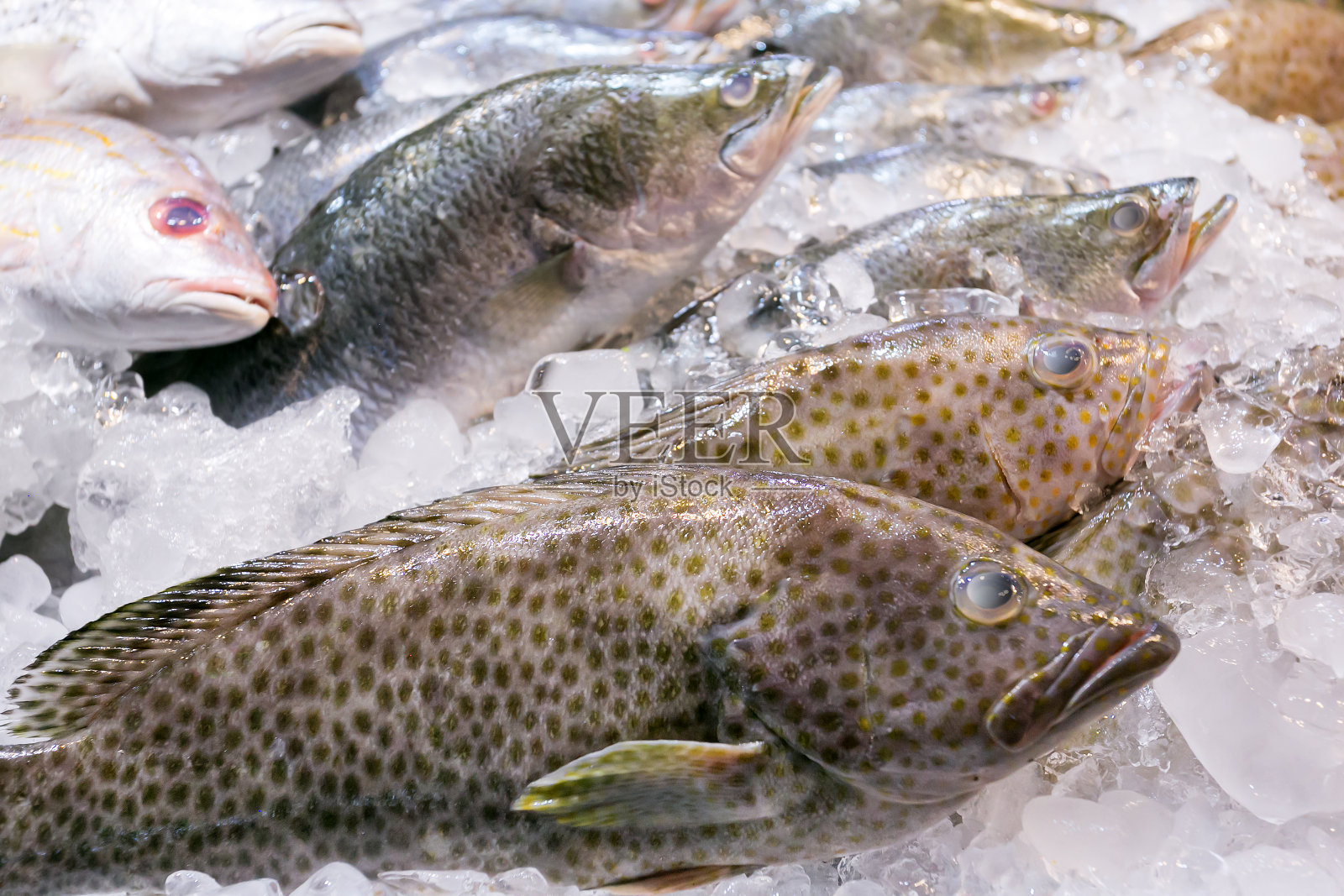 冰鲜海鲈鱼在鱼店里排成行照片摄影图片