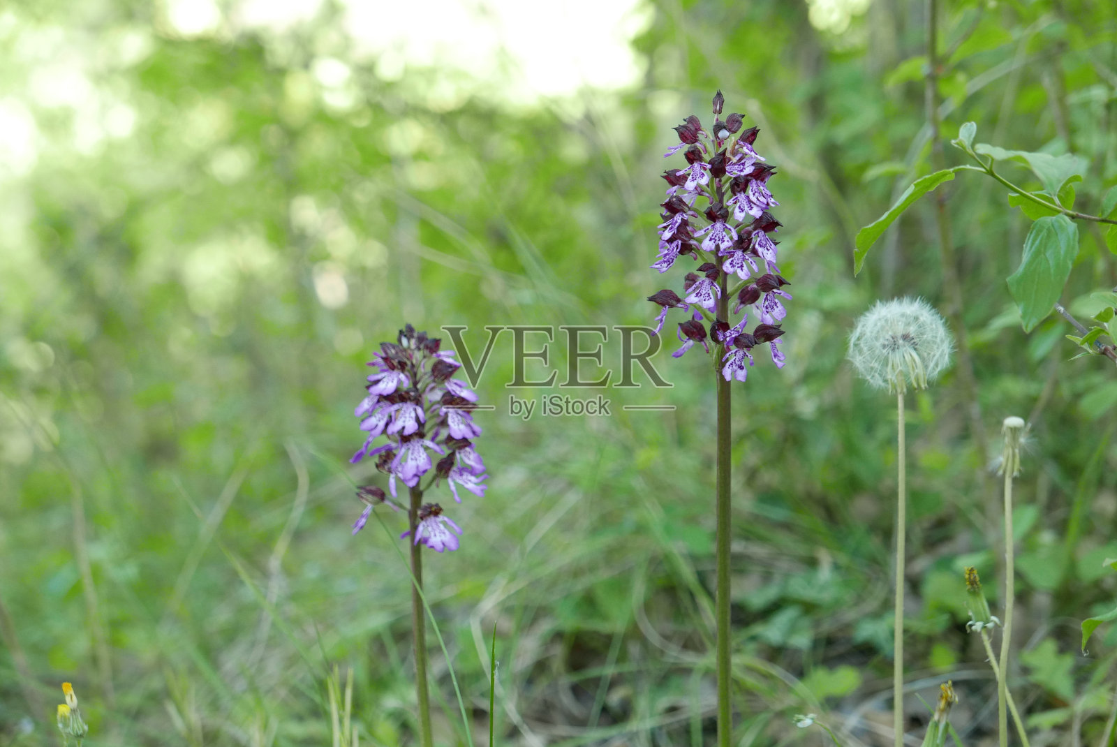 在法国上普罗旺斯阿尔卑斯的Forcalquier漫步照片摄影图片