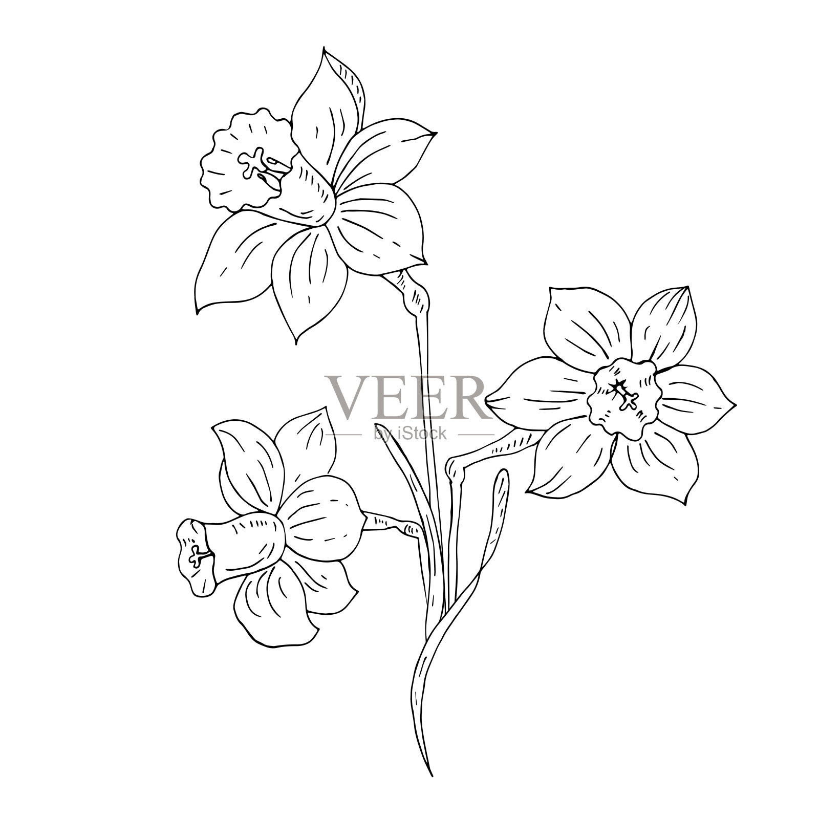 束水仙花。画线。矢量插图。插画图片素材