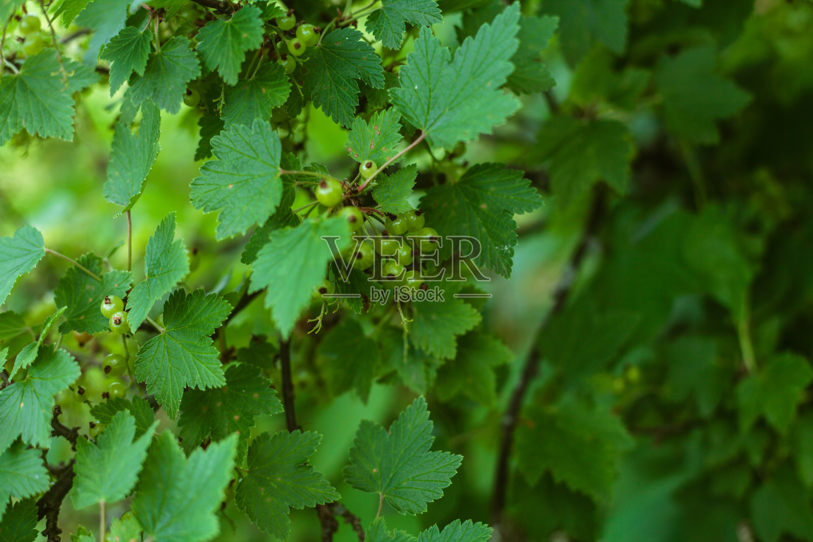 有未成熟浆果的醋栗丛照片摄影图片