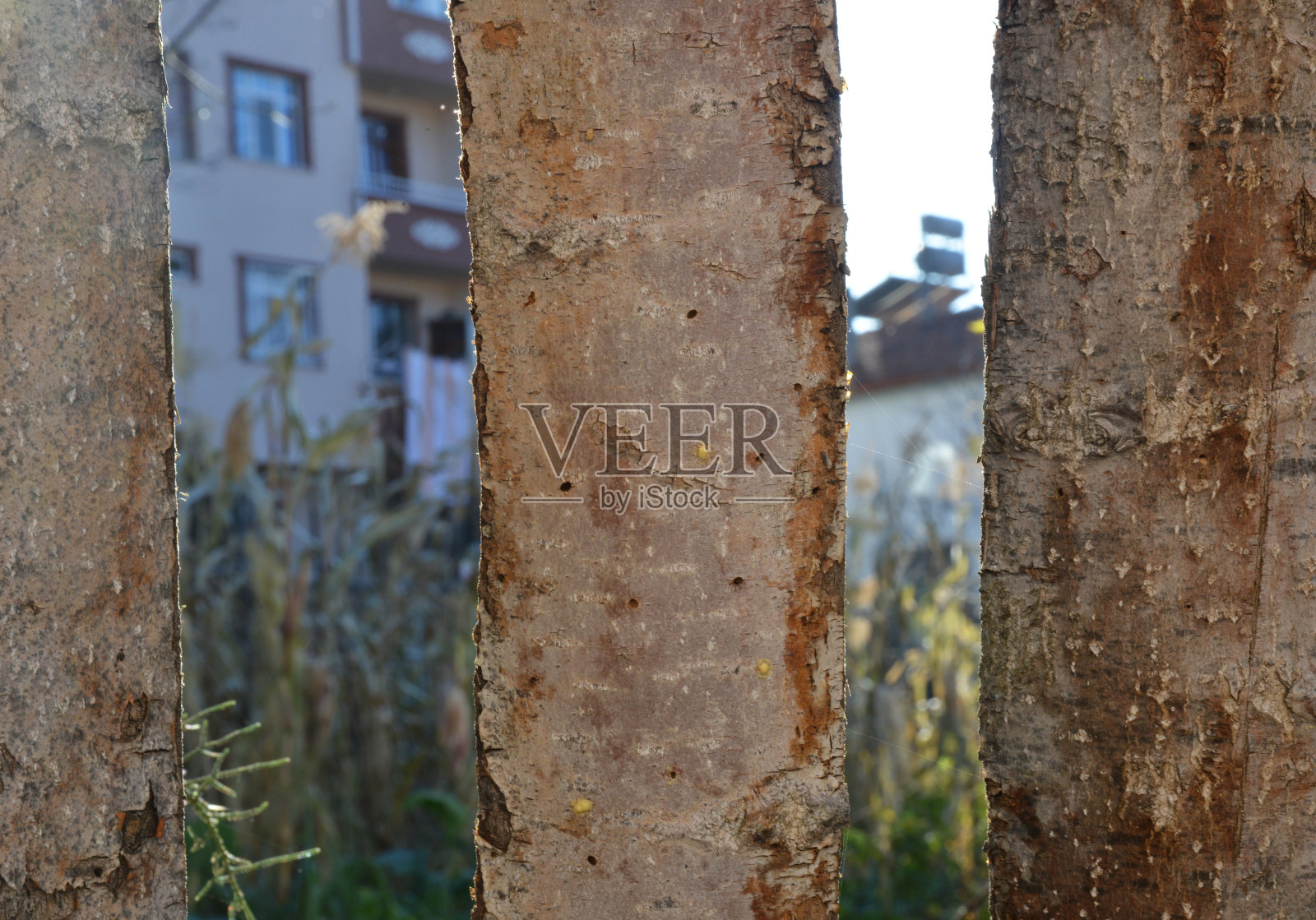 花园里的木栅栏照片摄影图片