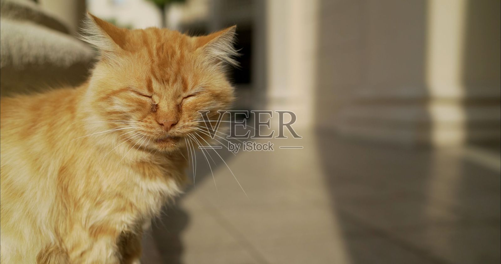 建筑背景上的红猫。希腊的红猫。眼睛痛的猫。圣托里尼流浪姜猫。照片摄影图片