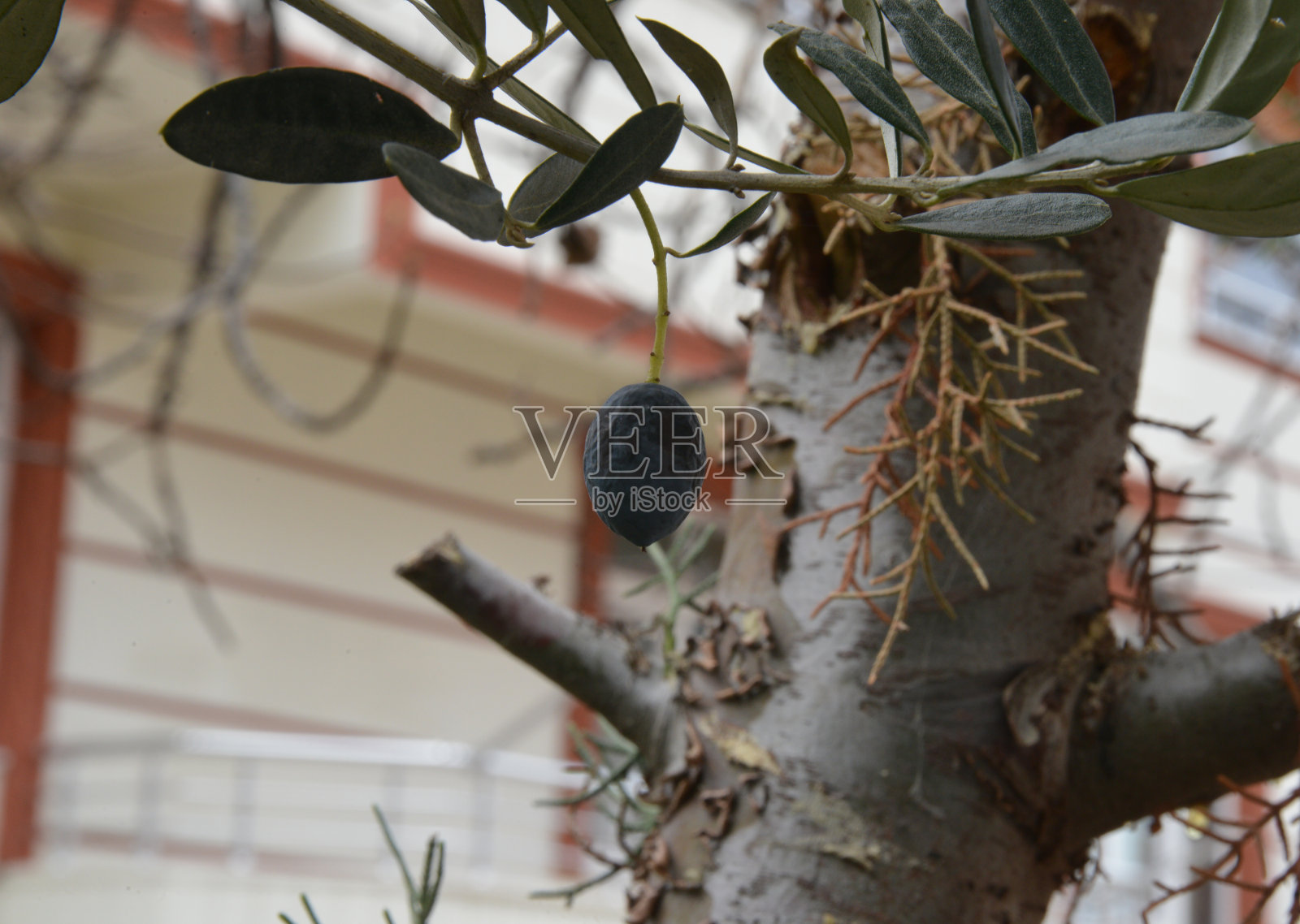 有机黑橄榄照片摄影图片