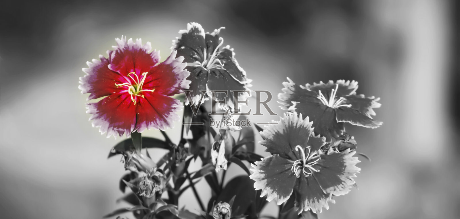 美丽的红花在阳光下的一天。放大照相。低的深度。有选择性的重点。照片摄影图片