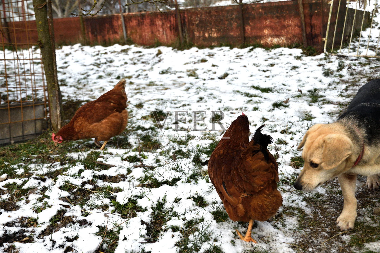 冬天在雪地里散步吃的家鸡照片摄影图片
