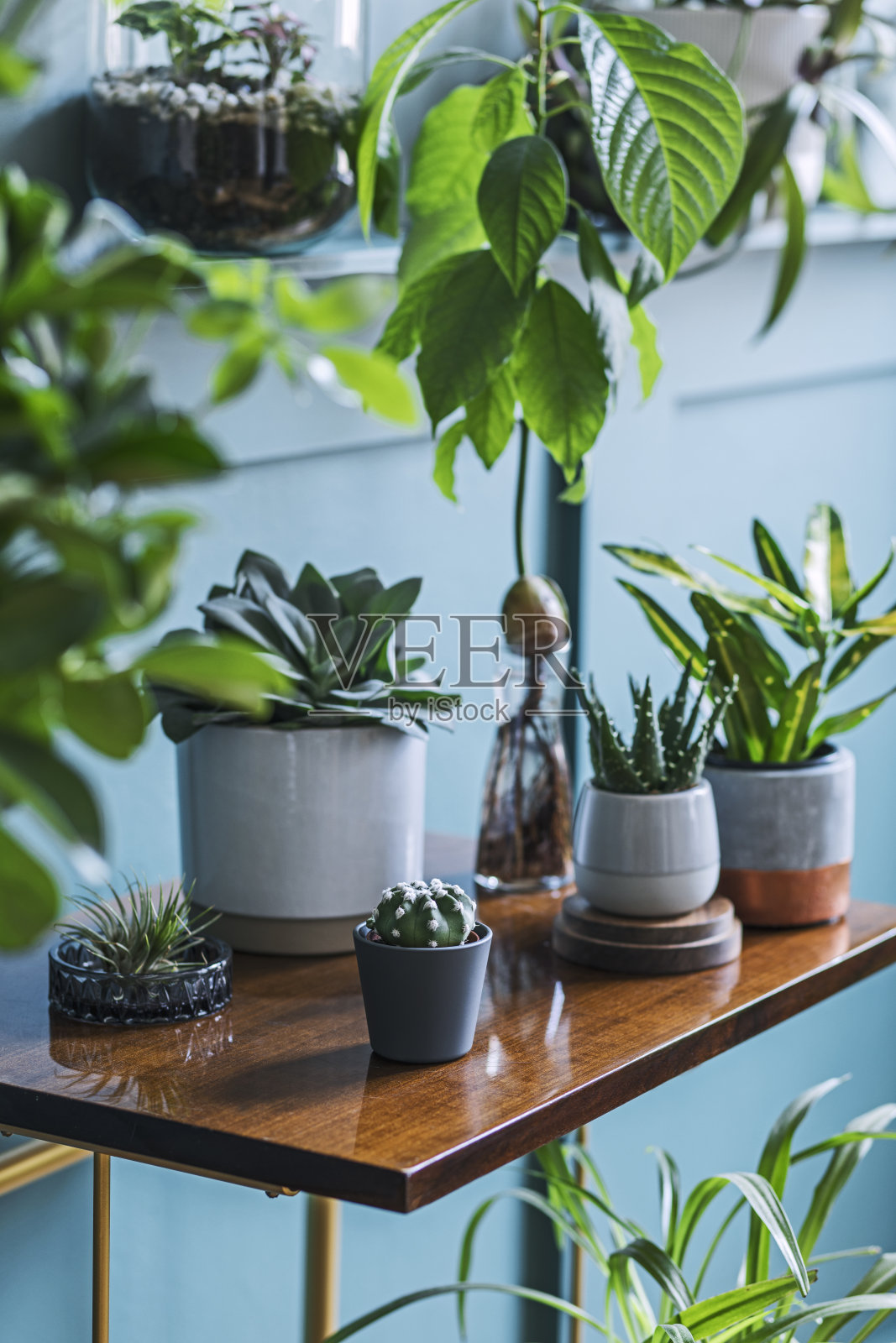 时尚的客厅内部充满了许多美丽的植物在不同的设计盆在棕色复古的架子上。家居花园丛林的组成。现代家居装饰。花卉的概念。模板。照片摄影图片