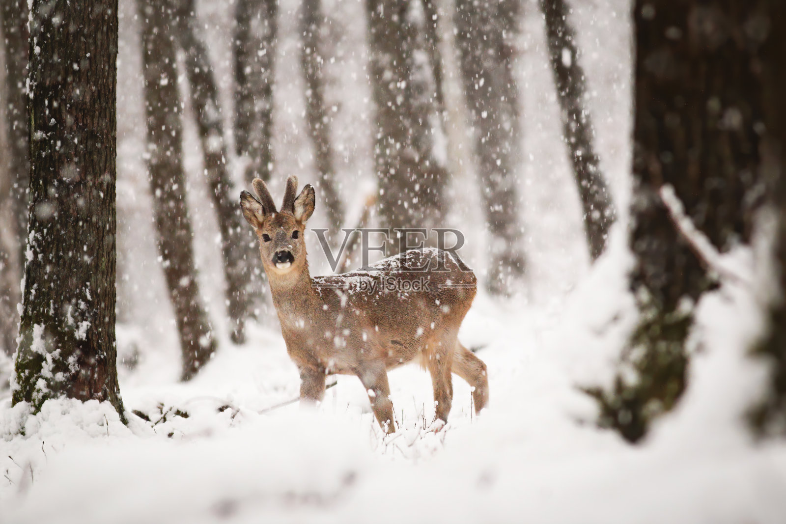 狍子在冬天降雪的森林里活动照片摄影图片