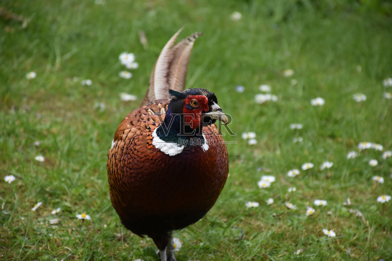 在英国游荡的野鸡照片摄影图片