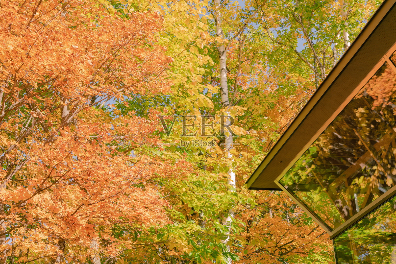 秋天落树多色照片摄影图片