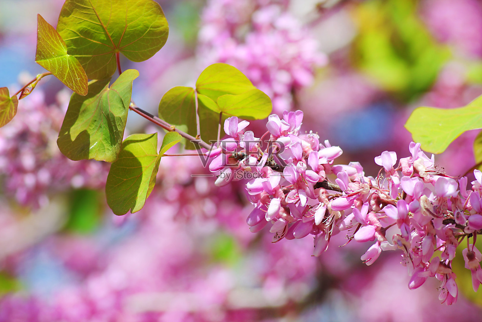 盛开的紫荆树照片摄影图片