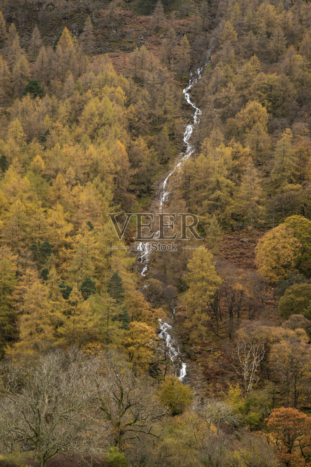 令人惊叹的充满活力的金色秋季秋季景观落叶松森林与河流和瀑布流过从顶部到底部的图像照片摄影图片