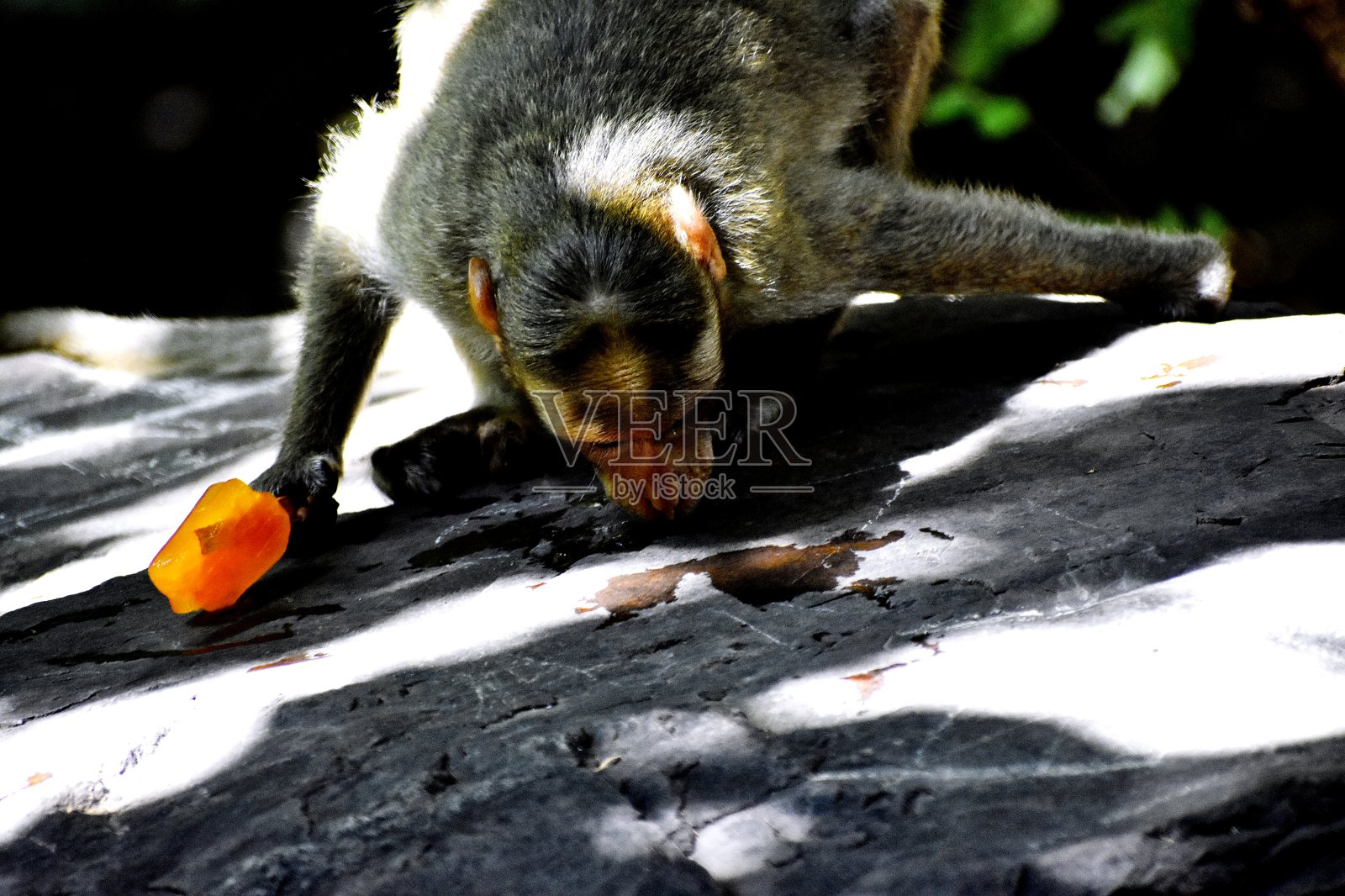 森林里的猴子照片摄影图片