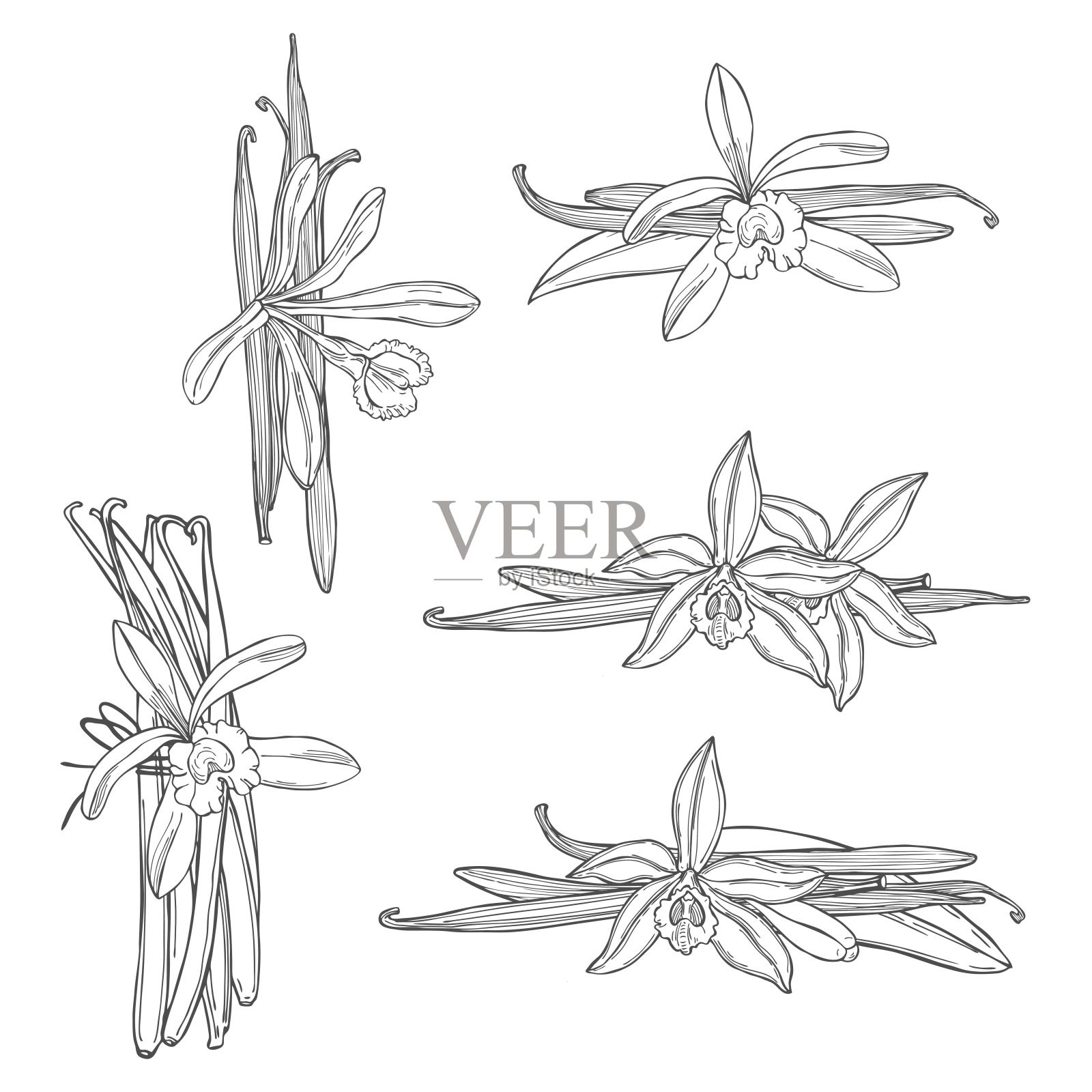 手绘香草。矢量插图。插画图片素材