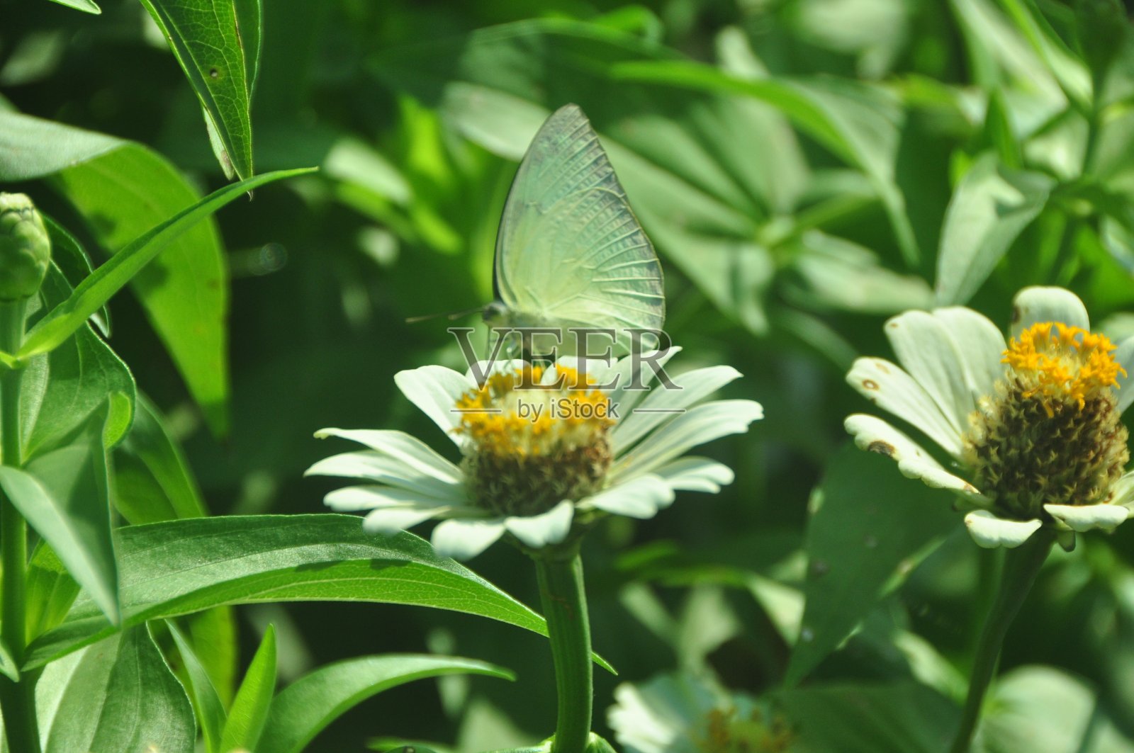 常见的黄色草蝴蝶坐在花植物上。照片摄影图片