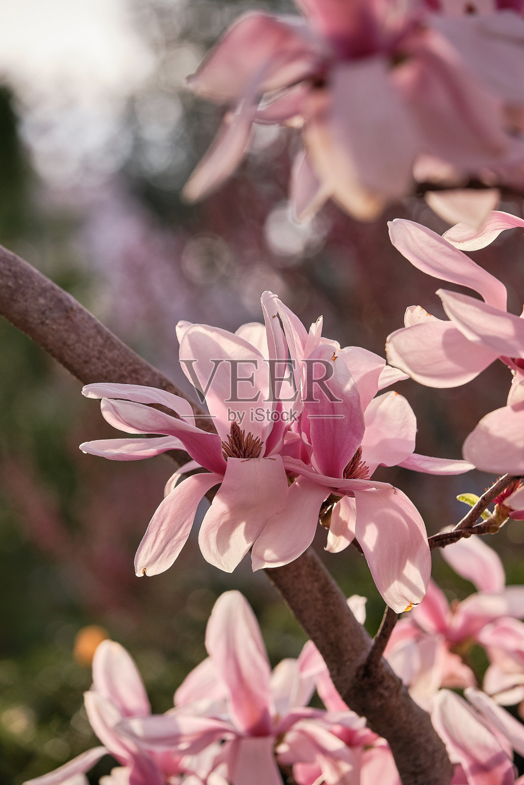 花盘木兰开花在华盛顿特区和周围的春天照片摄影图片
