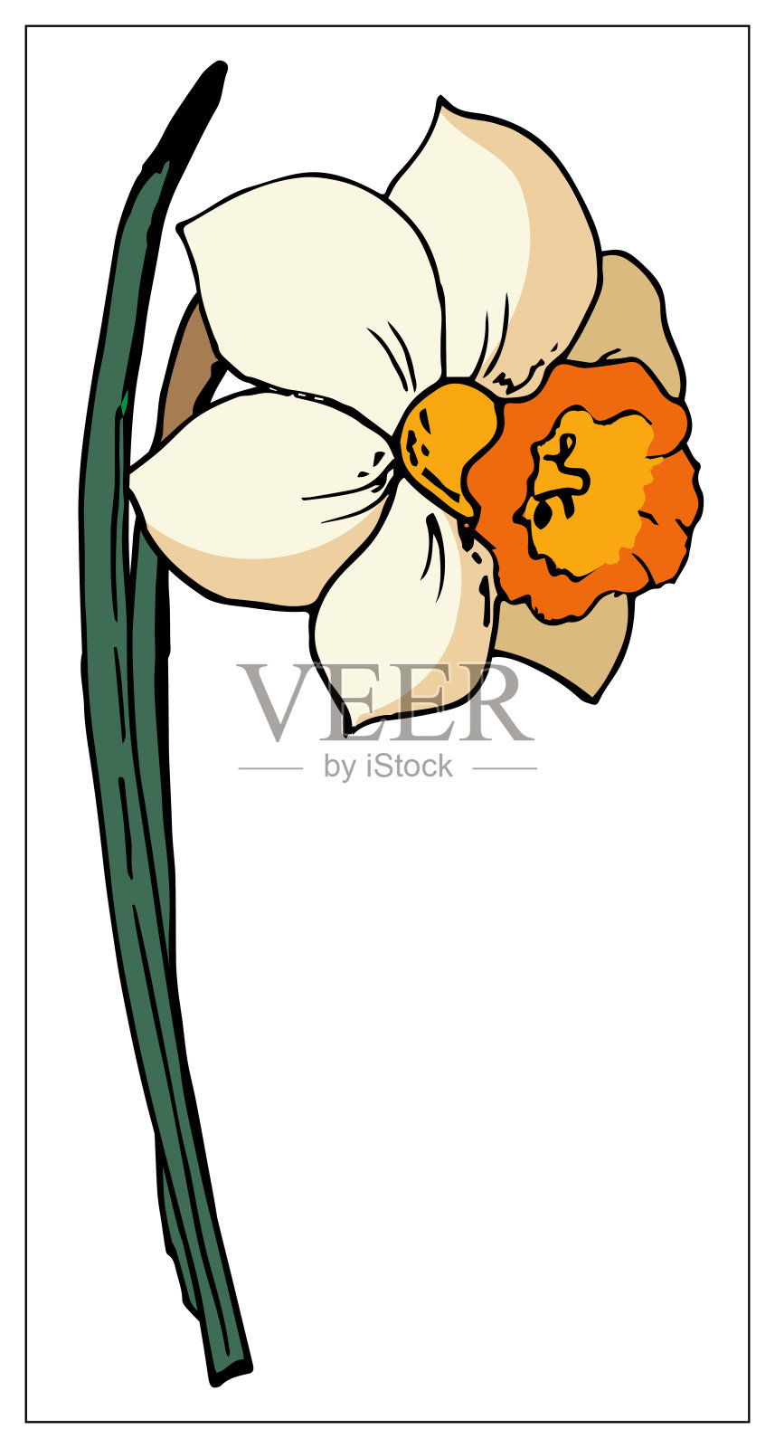 向量花卉插图与水仙花。在白色背景上孤立的元素。精致的球茎植物为您的花卉设计。向量股票插图插画图片素材