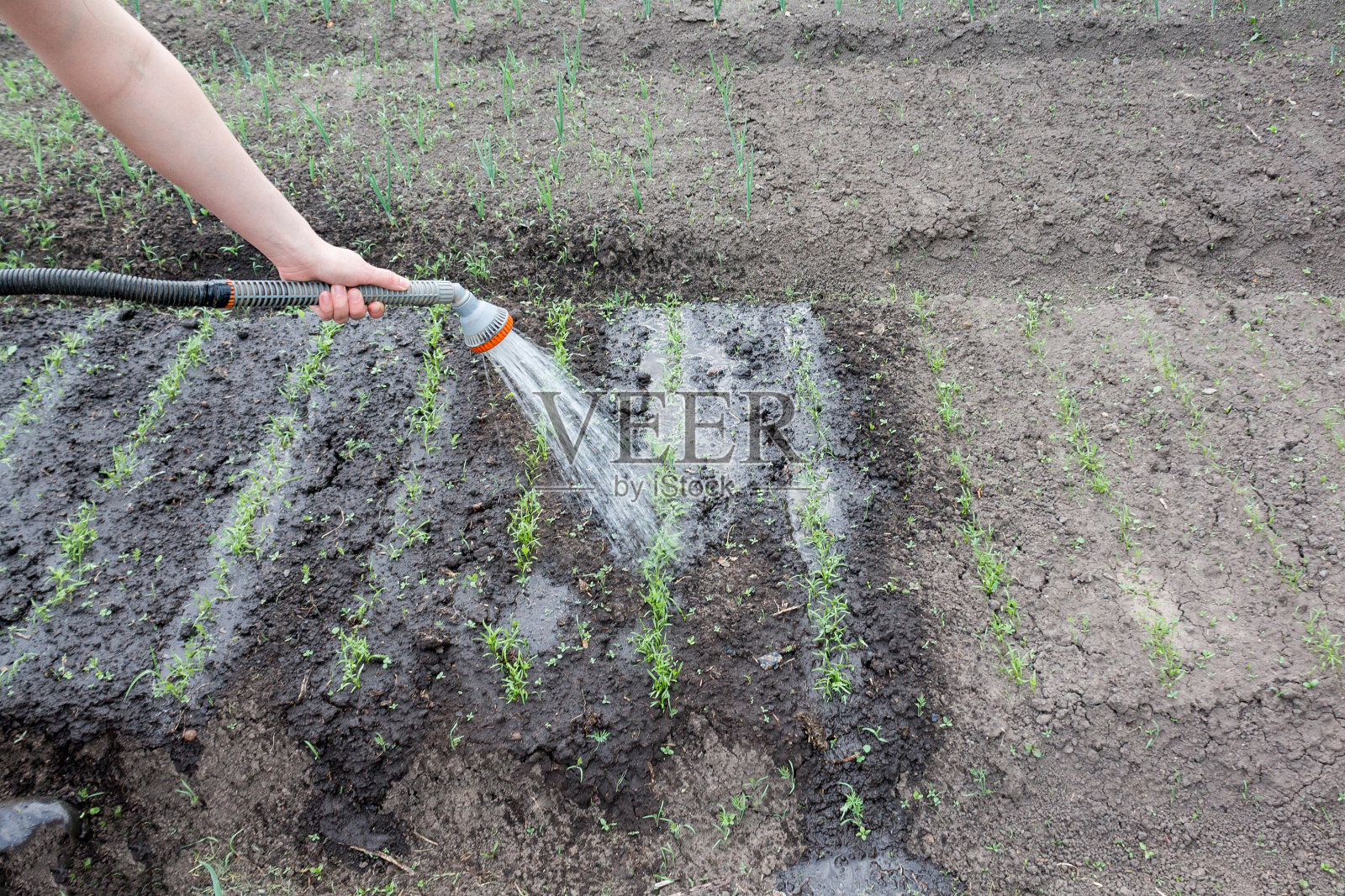 浇水软管植物照片摄影图片
