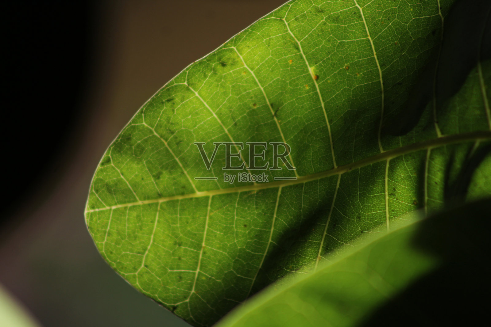 美术-花卉照片摄影图片