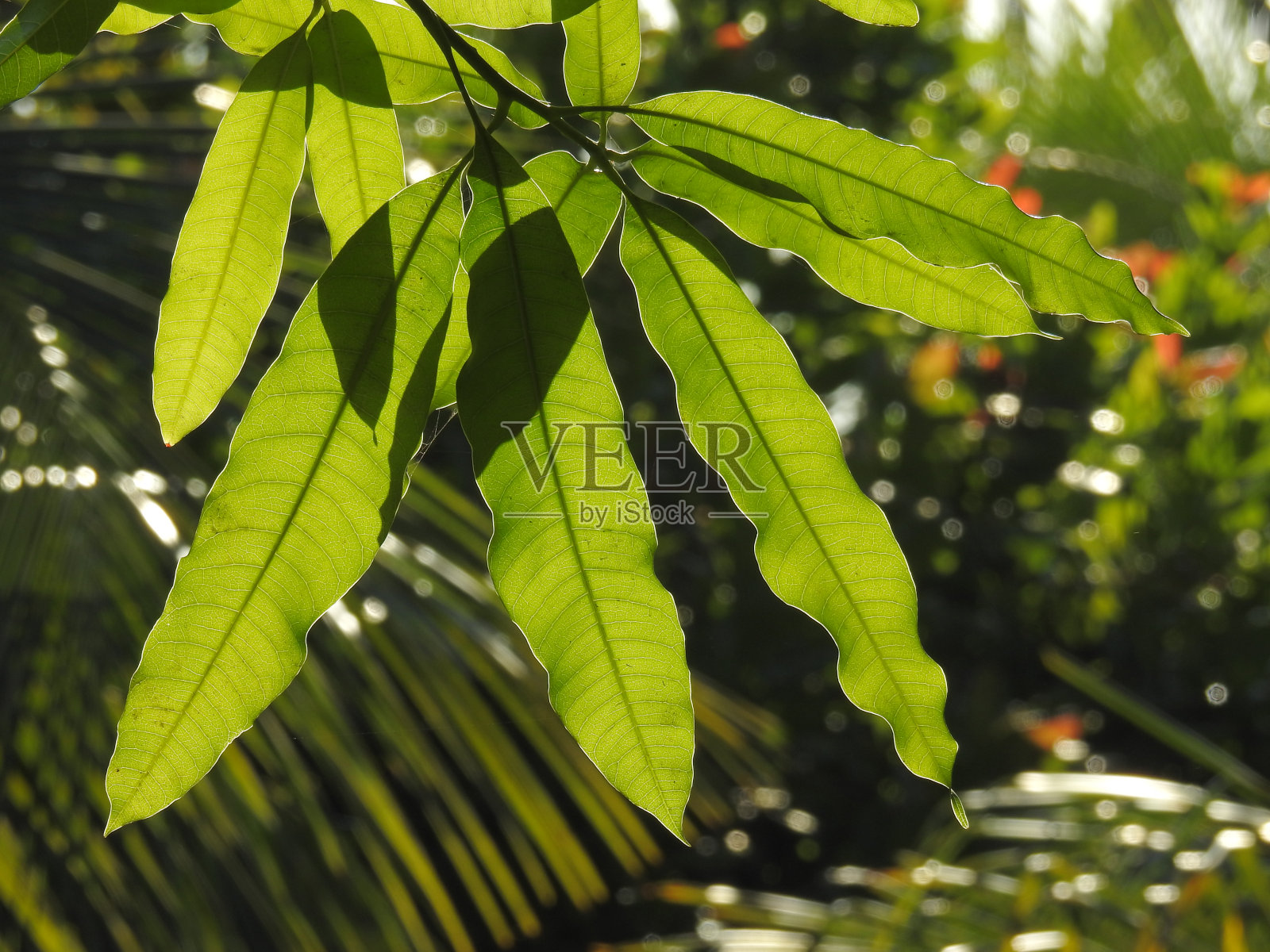 美术-花卉照片摄影图片