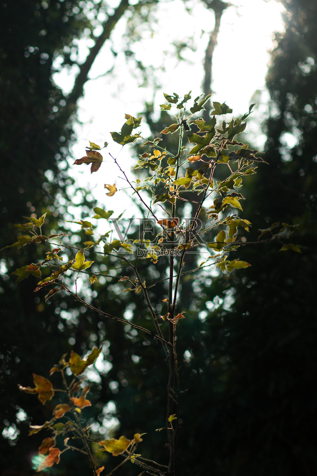 枫叶的季节照片摄影图片