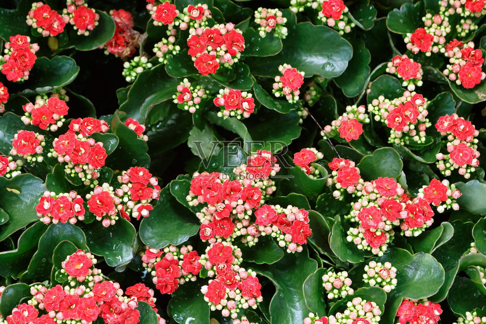 粉红色和红色的kalchore Blossfeld花在绿色的叶子的背景照片摄影图片