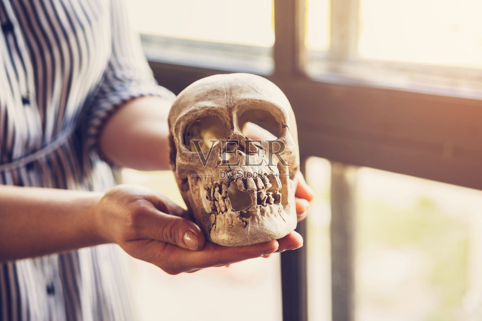 女人的手拿着一个人的石膏头骨，一个牙齿被打掉的头骨复制品照片摄影图片