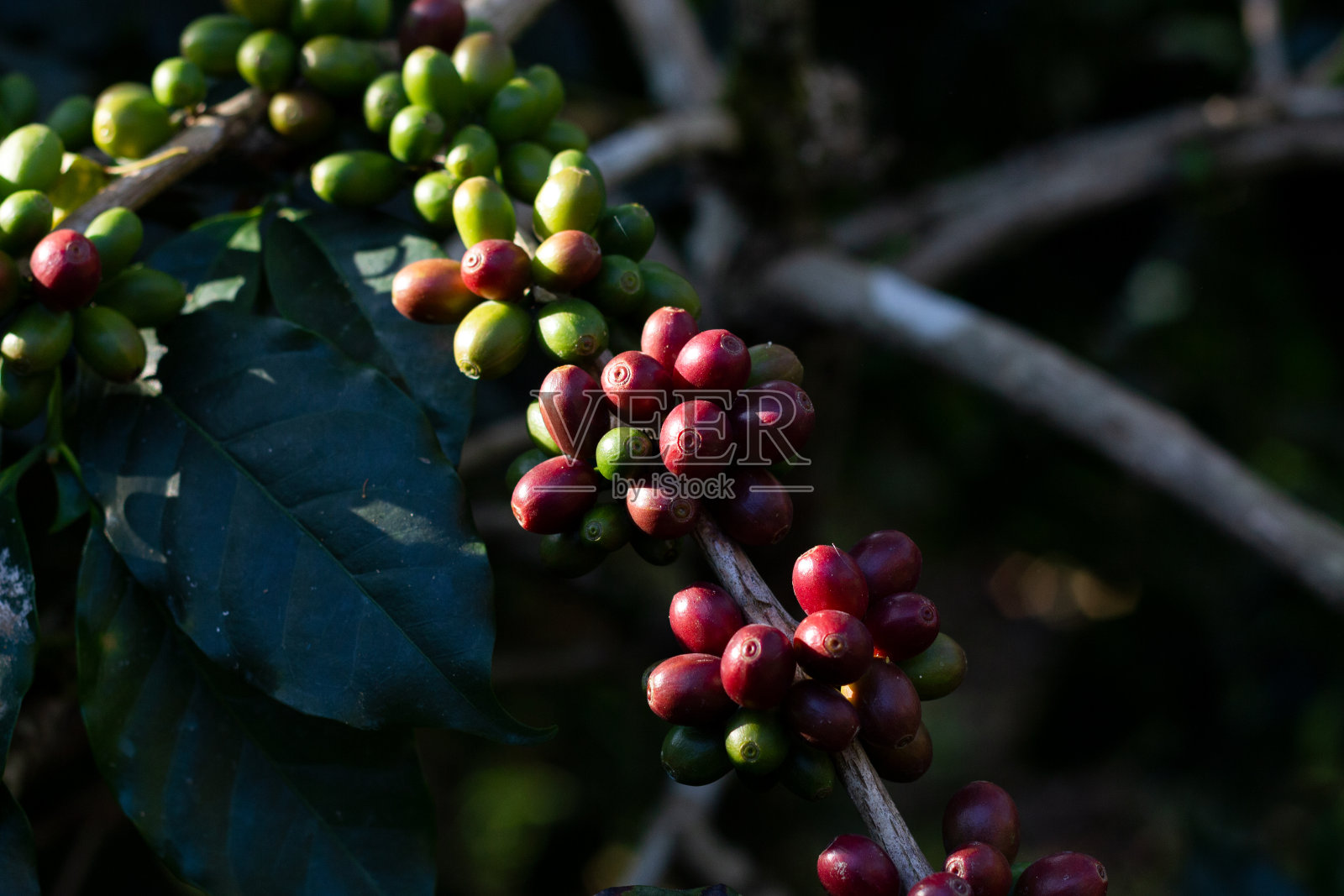 咖啡豆在树上与软焦点和过光的背景照片摄影图片