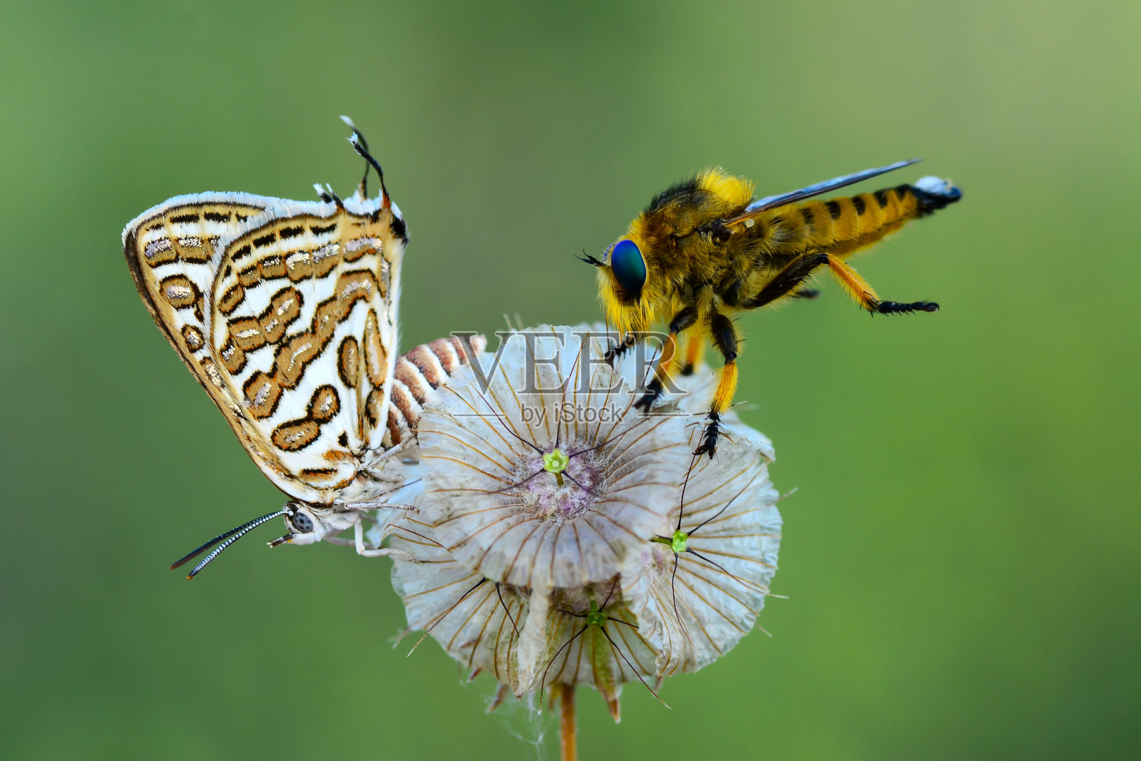 美丽的蝴蝶坐在花上照片摄影图片