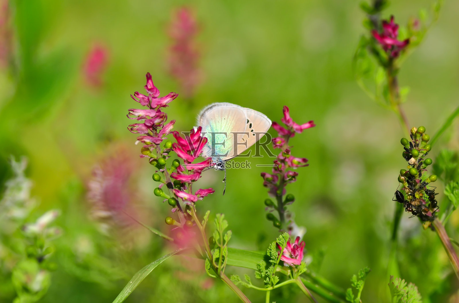 美丽的蝴蝶坐在花上照片摄影图片