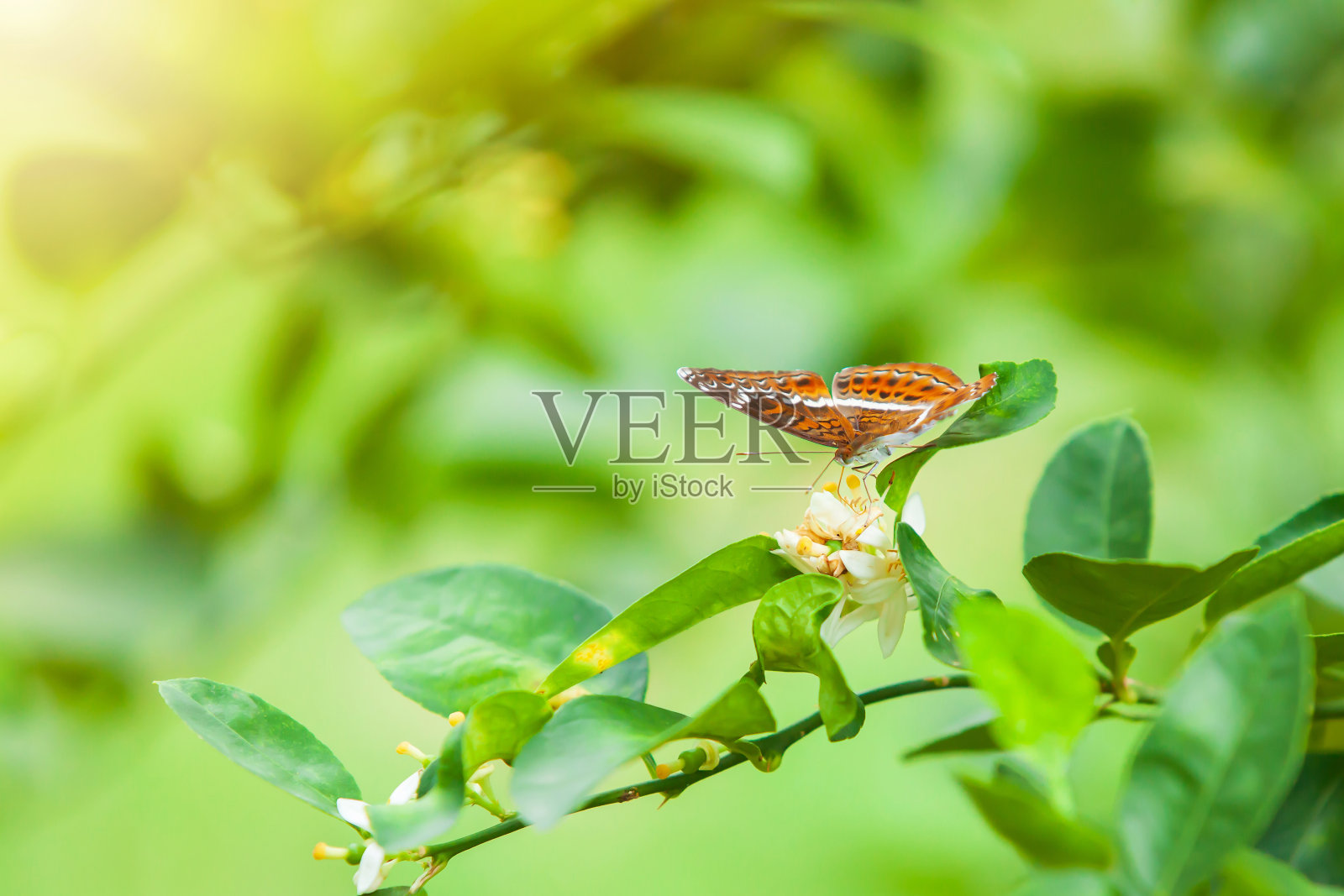 骑士蝴蝶在柠檬花上授粉。照片摄影图片