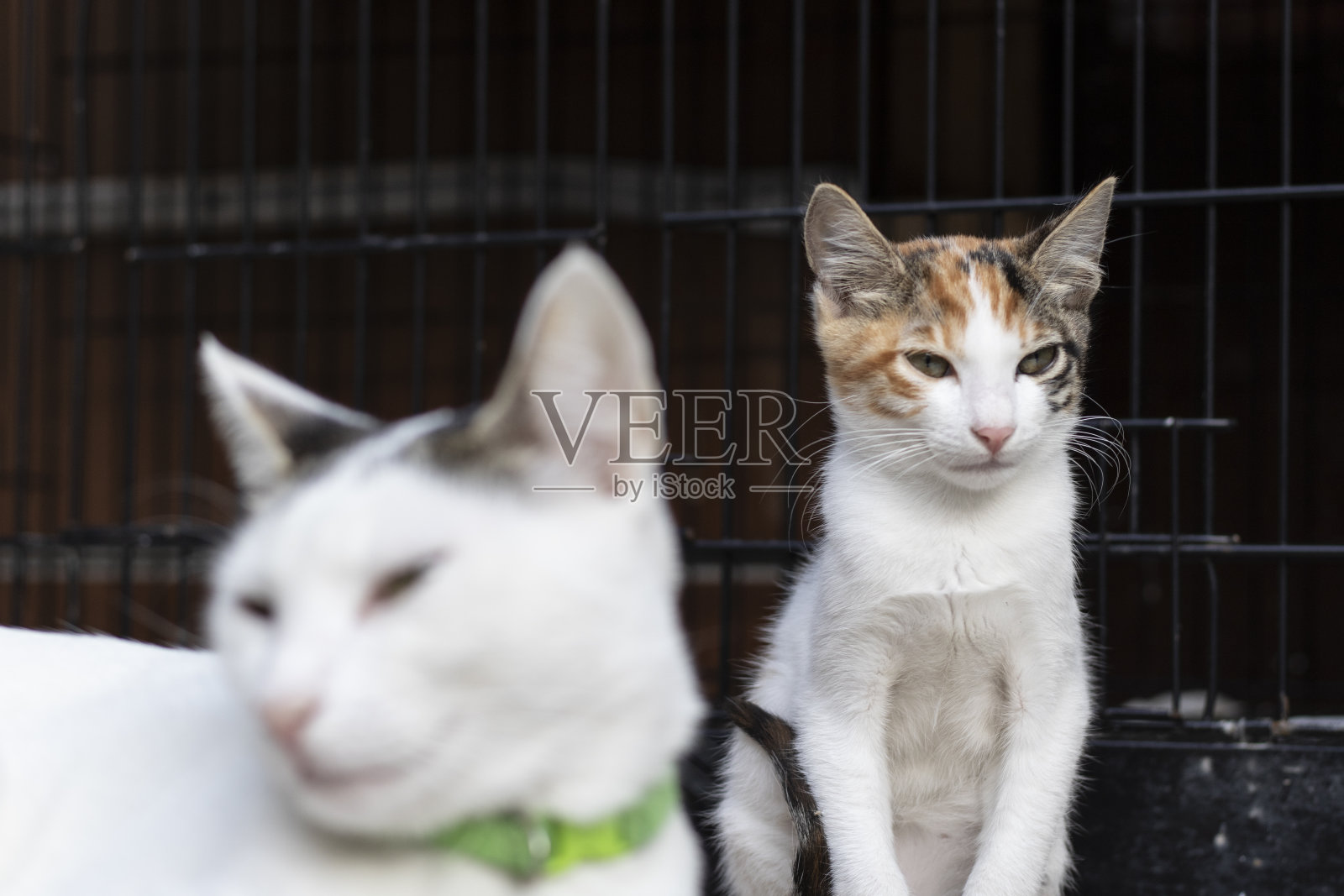 有白色和橙色图案的小猫。妈妈专注地看着猫。照片摄影图片