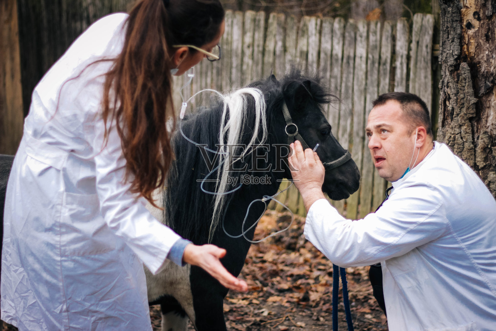 农场上的兽医马匹照片摄影图片