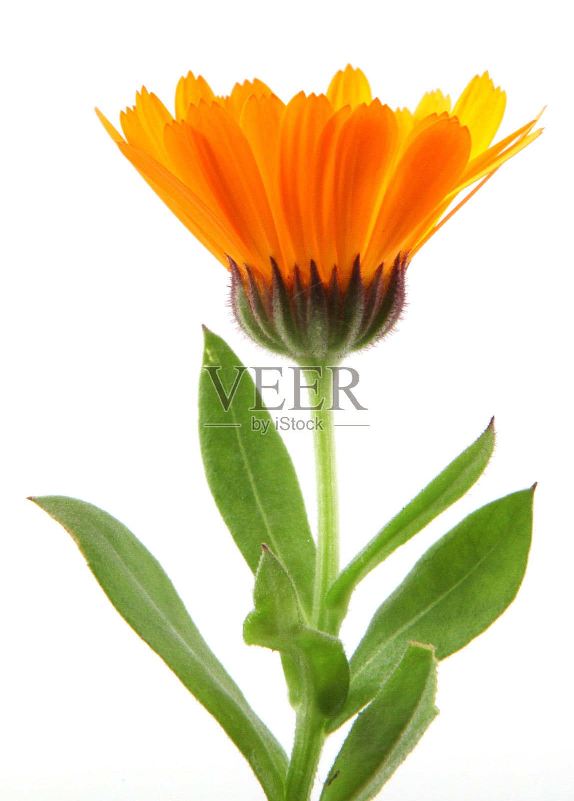 美丽的花黄色万寿菊孤立在白色的背景。金盏花officinalis照片摄影图片