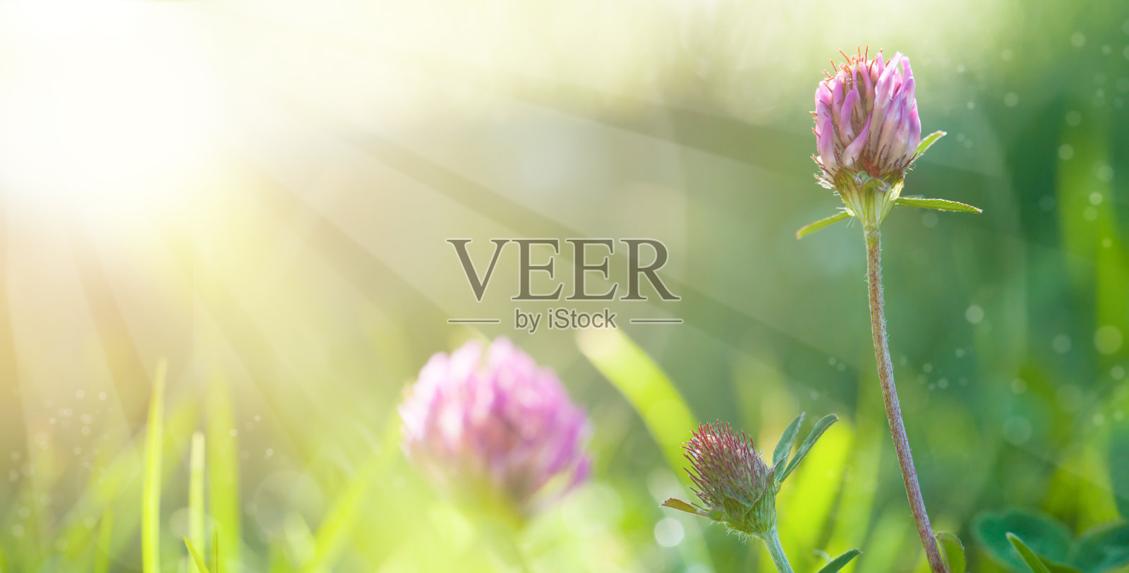 艺术春天的自然绿色背景与太阳，三叶草花照片摄影图片