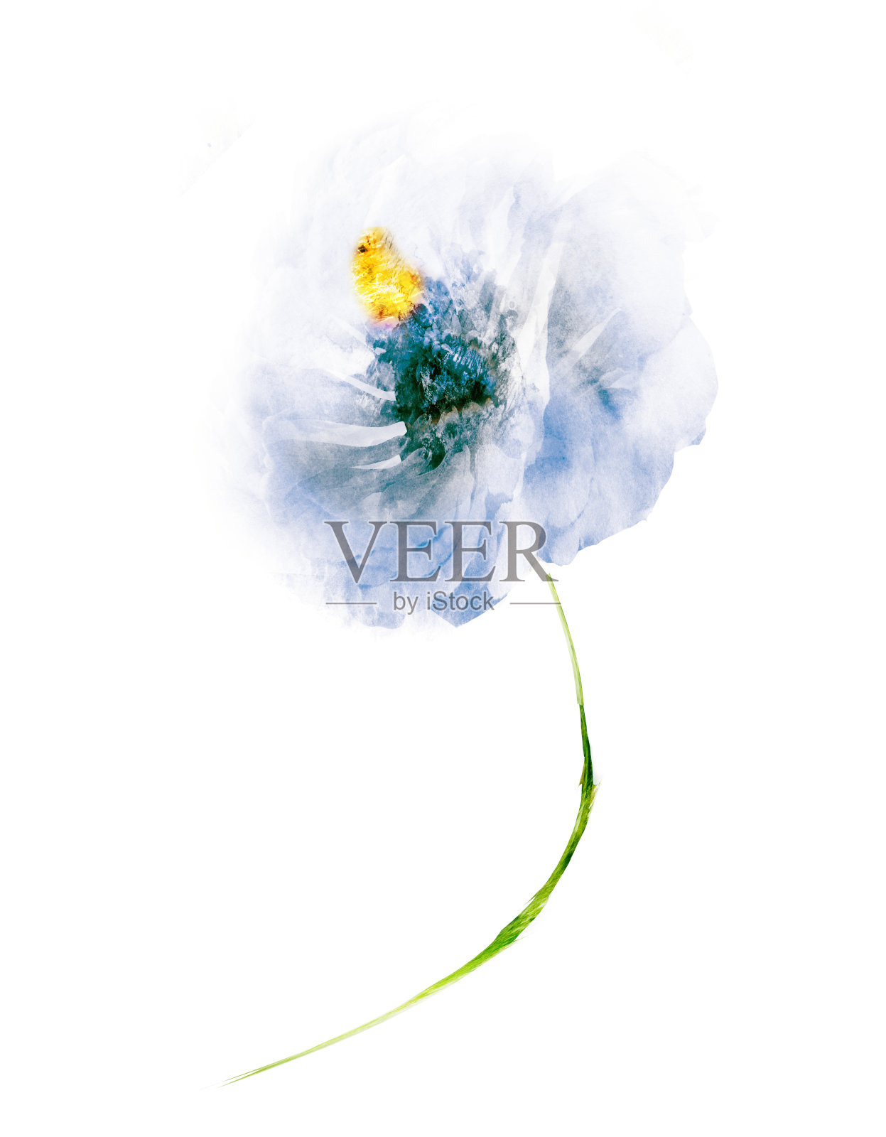 水彩花，孤立在白色背景上照片摄影图片