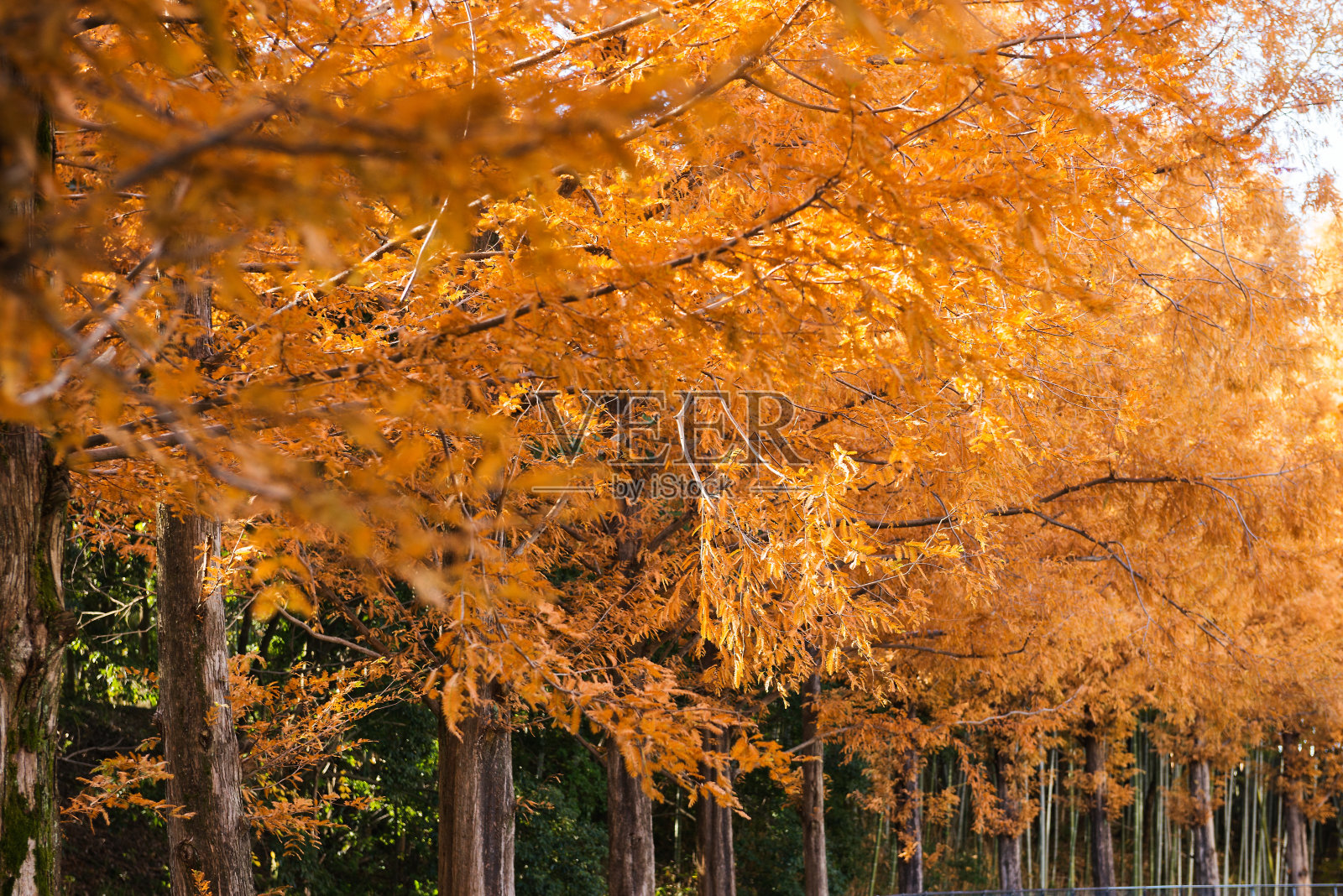 秋天的落叶照片摄影图片