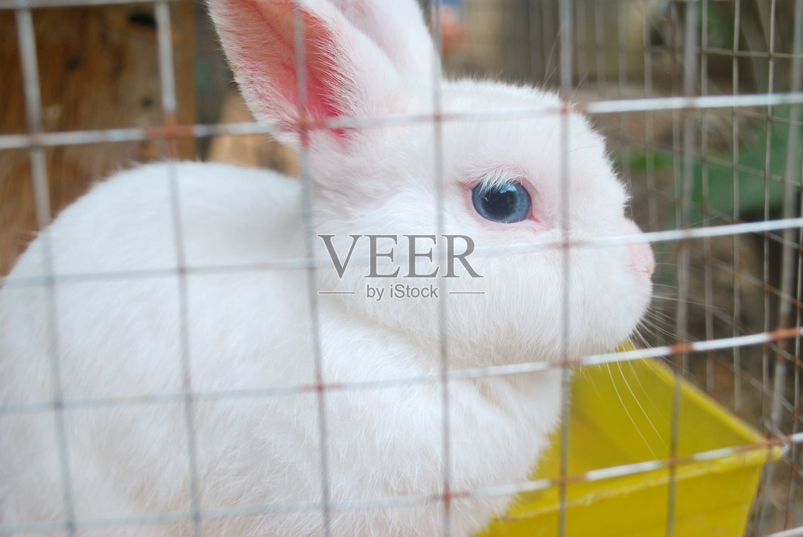 笼子里的兔子。照片摄影图片