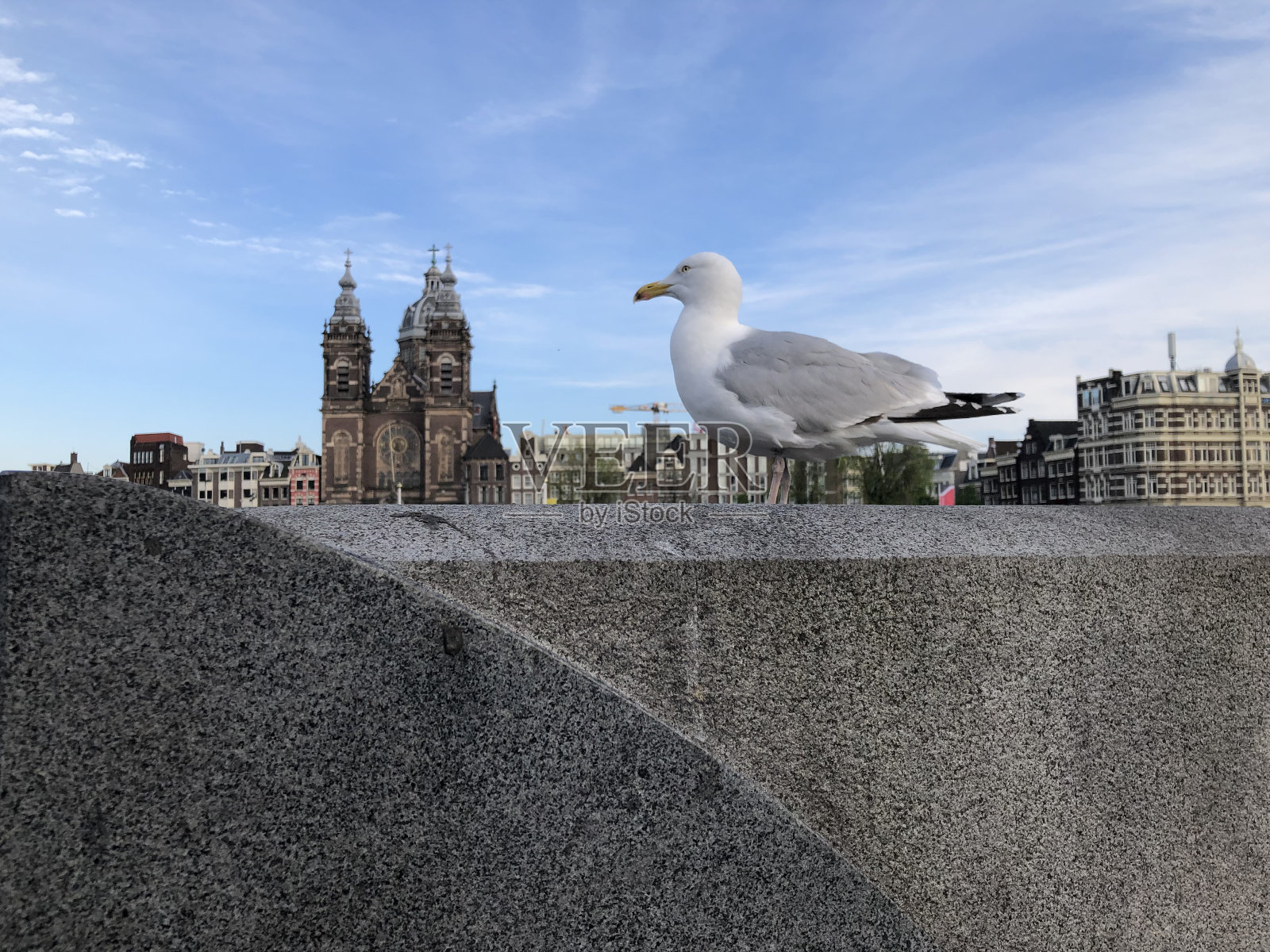 阿姆斯特丹圣尼古拉斯大教堂背景中的海鸥照片摄影图片