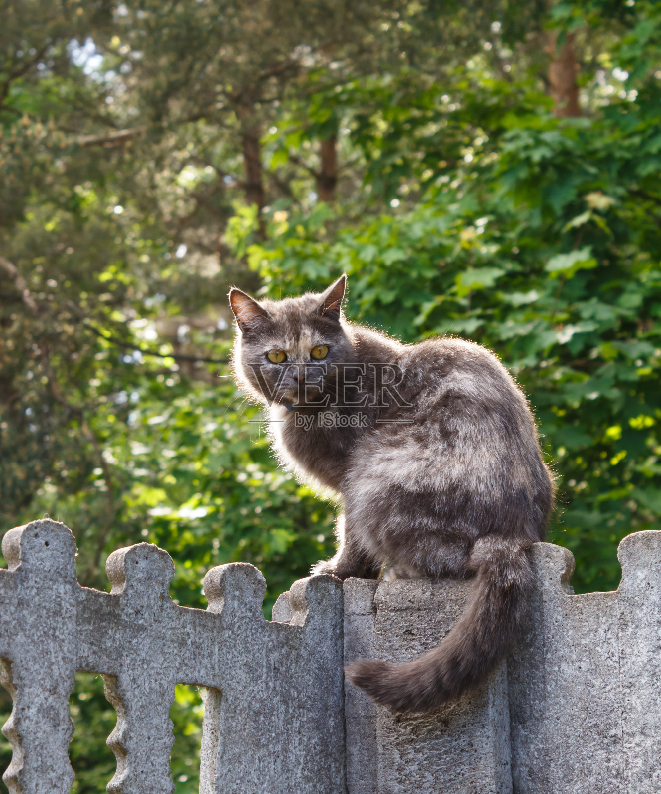 一只灰斑点黄眼睛的猫，正坐在绿色树叶的背景下的混凝土篱笆上照片摄影图片