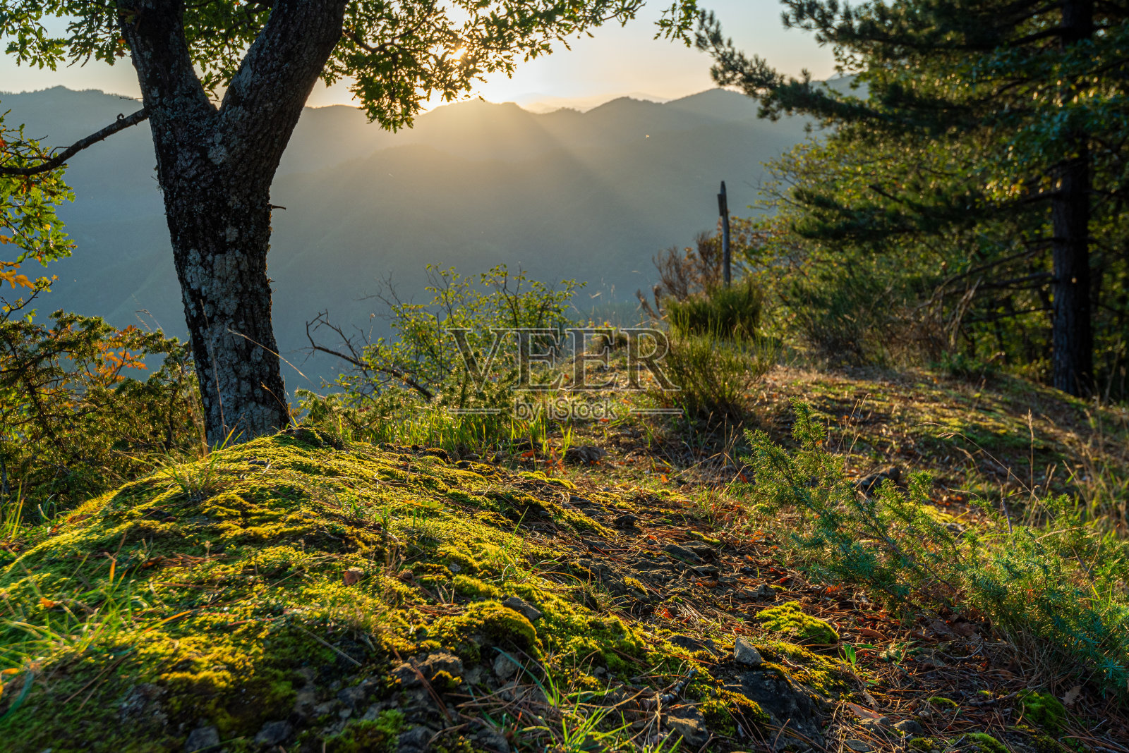 亚平宁托斯科-埃米利亚尼的卡森蒂内西森林内的自然风景照片摄影图片