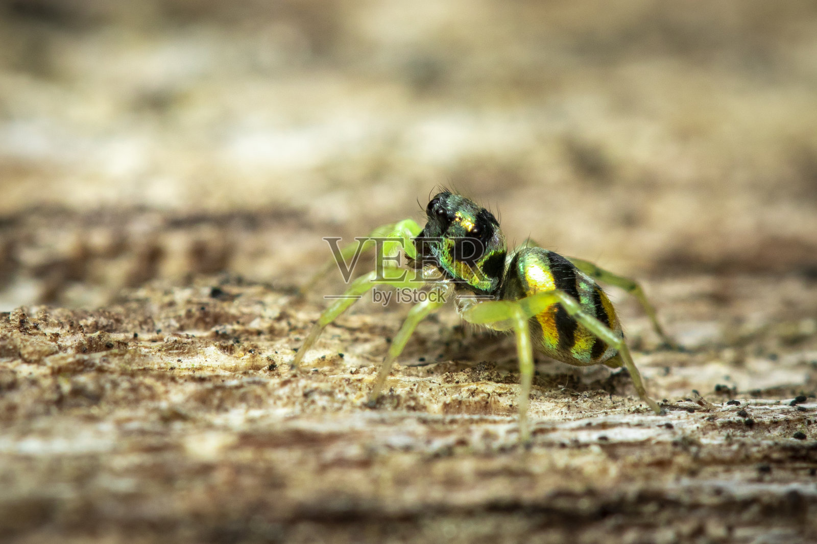 跳蛛(Salticidae)在自然背景上的图像。、昆虫。的动物。照片摄影图片