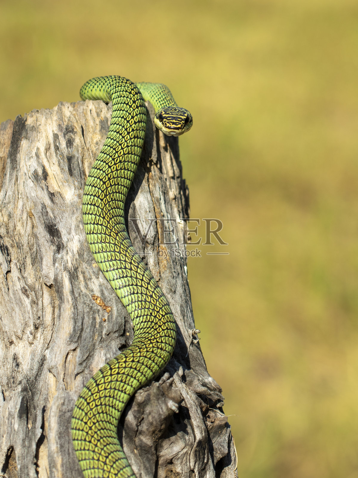 金树蛇的图像(金蝶)在一个自然的背景上的树桩。爬行动物。的动物。照片摄影图片