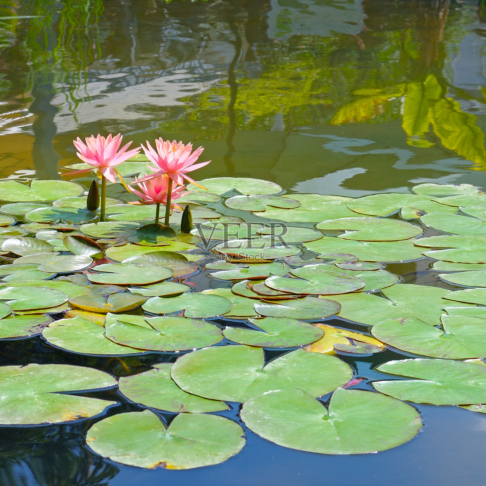 美丽的粉红荷花，水草倒影在池塘里。照片摄影图片