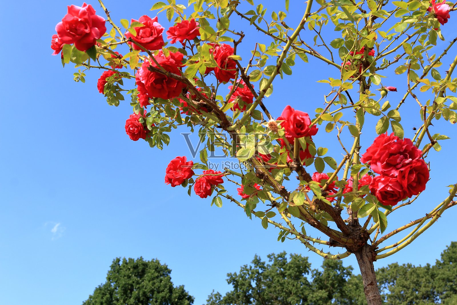 美丽的红玫瑰映衬着绿树和蓝天。照片摄影图片